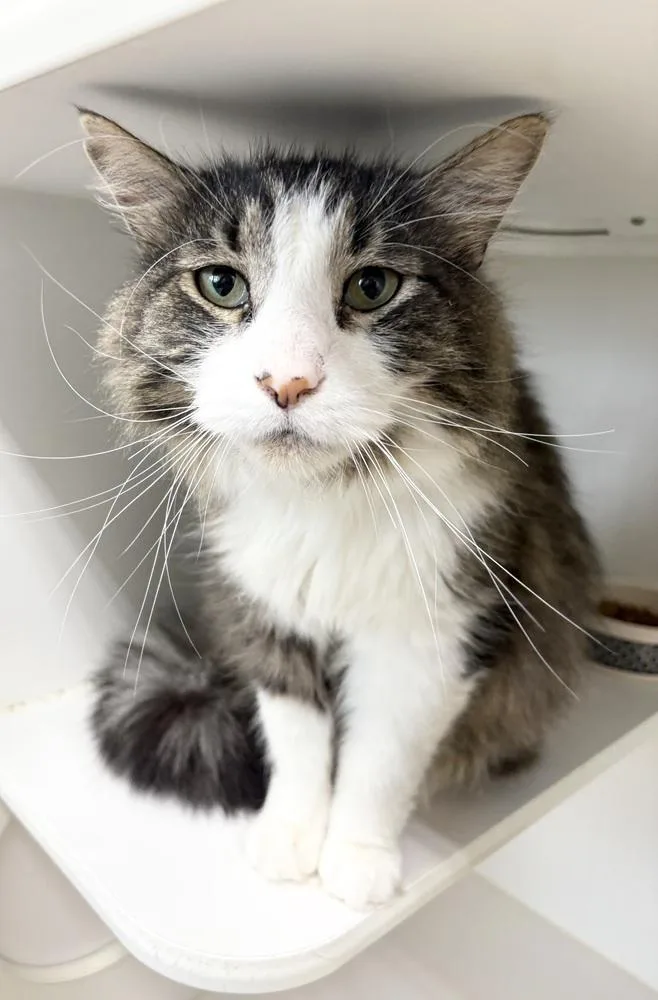 An adult large-sized male Domestic Long Hair cat named Albus ~ Shop Cat for adoption in Rochester, IN