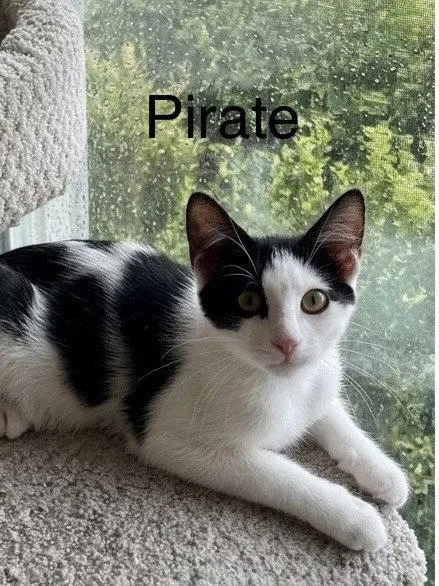 A baby medium-sized male Black & White / Tuxedo Domestic Short Hair cat named Pirate for adoption in Oakland Park, FL
