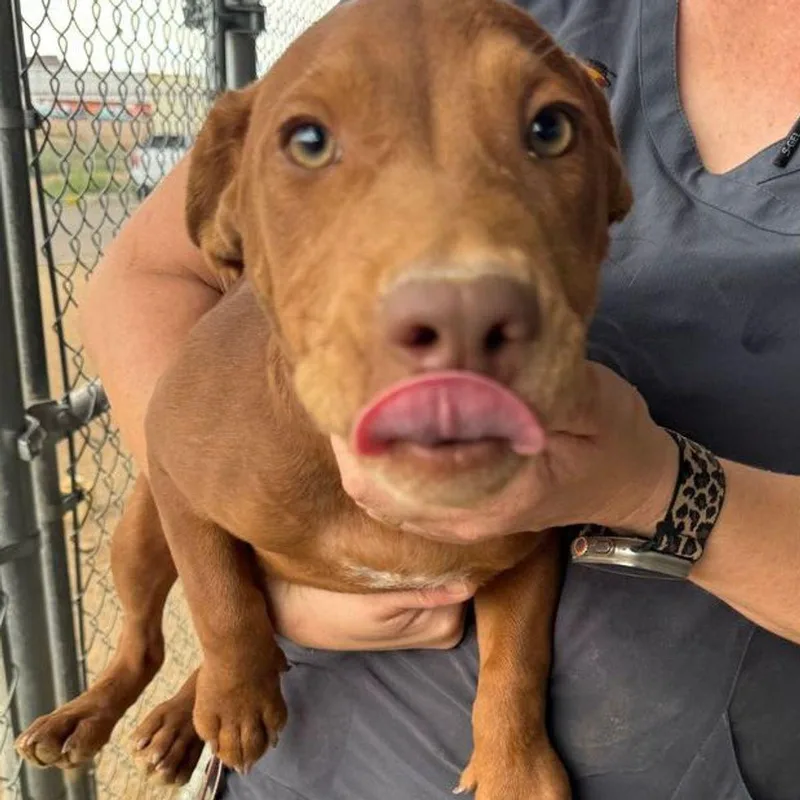 A young medium-sized male Labrador Retriever dog named Pumba for adoption in Kingman, AZ