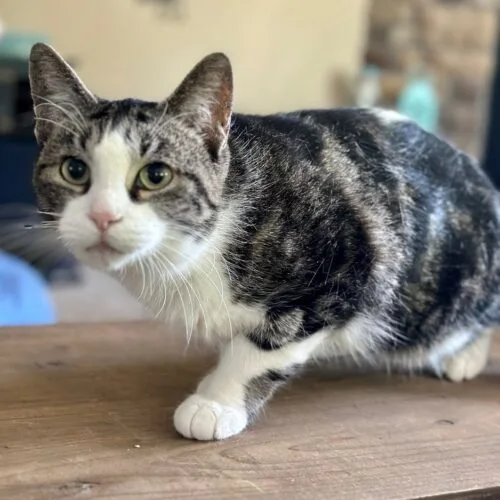 A senior small-sized female Tabby (Brown / Chocolate) Domestic Short Hair cat named Shoupy for adoption in Tipp City, OH