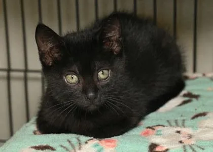A young small-sized female Domestic Short Hair cat named Atticus for adoption in Baton Rouge, LA