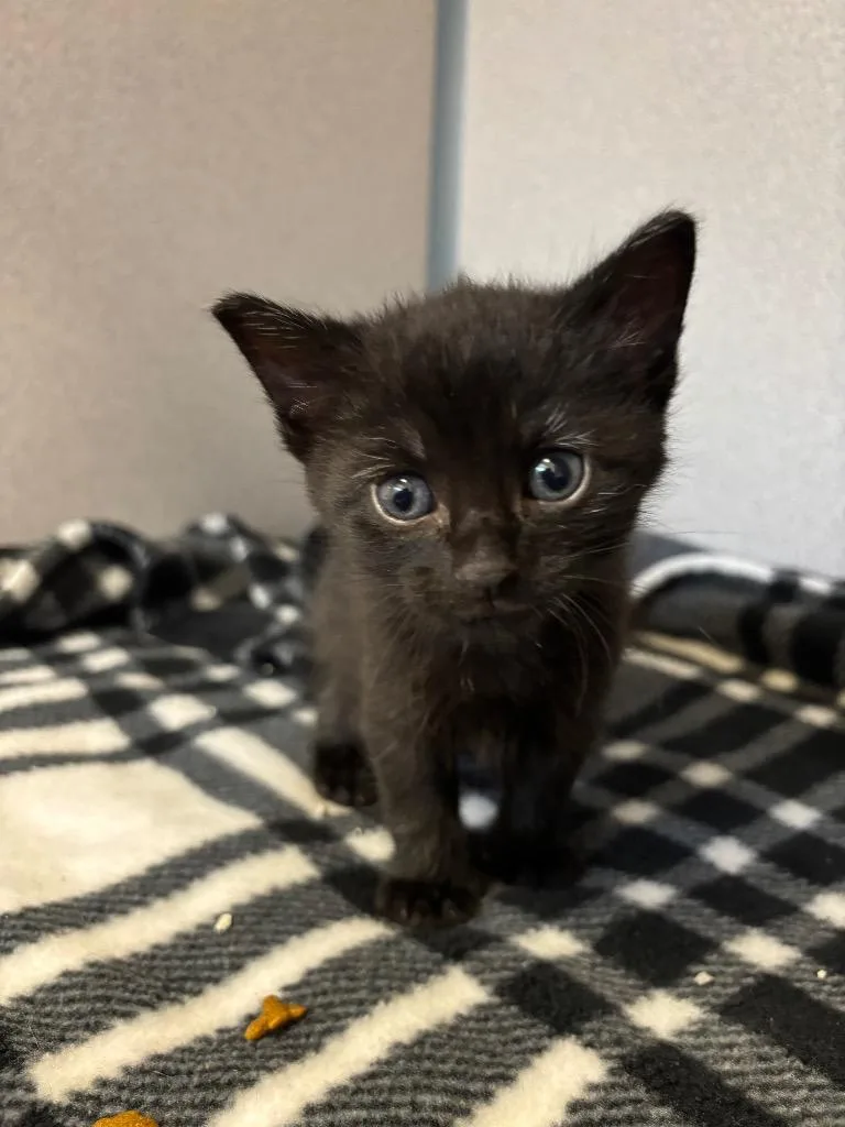 A baby small-sized male Domestic Short Hair cat named Cobweb for adoption in Liverpool, NY
