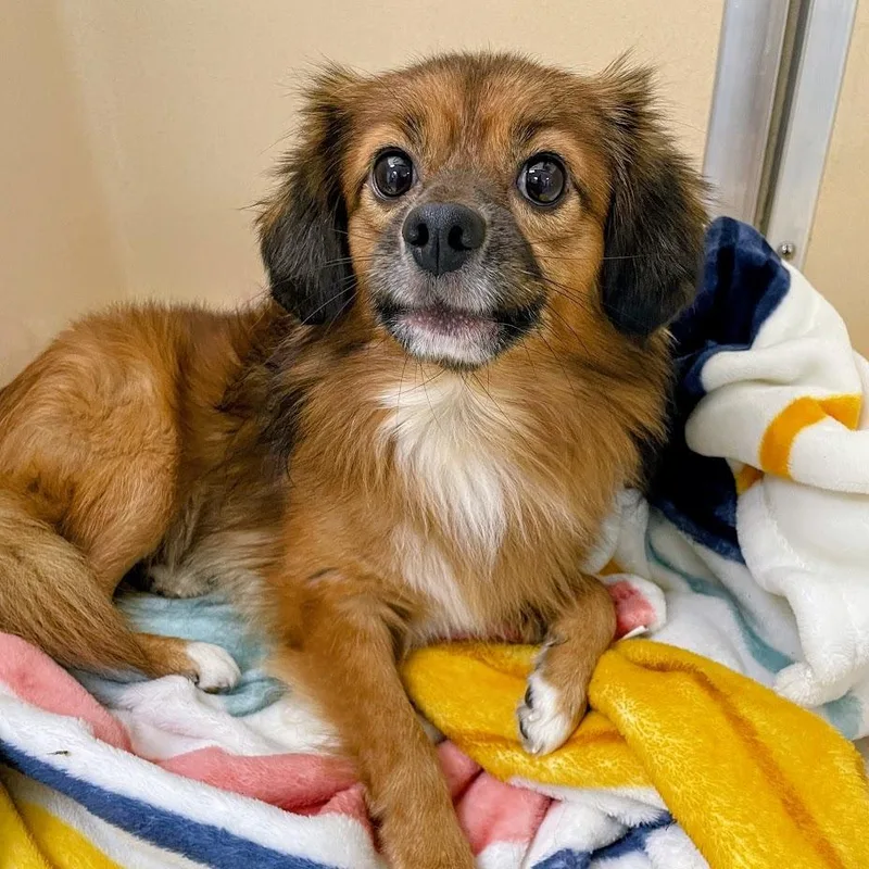 An adult small-sized male Red / Chestnut / Orange Pomeranian dog named Don King for adoption in Verona, VA