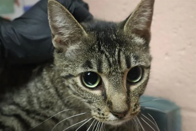 A young medium-sized female Domestic Short Hair cat named Selena for adoption in Columbia, SC