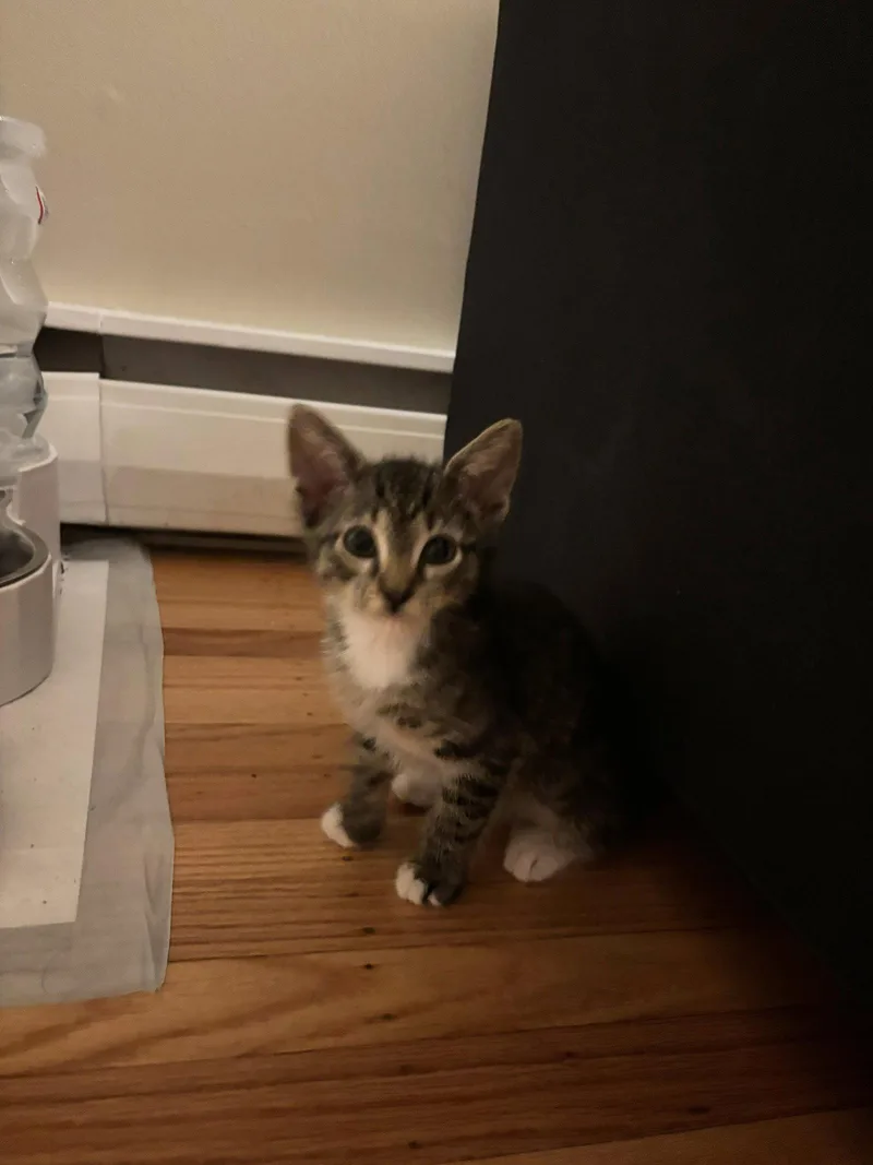 A baby medium-sized male Domestic Short Hair cat named Squeak for adoption in Coatesville, PA