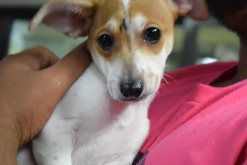 A baby medium-sized male Chihuahua dog named Tanner for adoption in Pahrump, NV