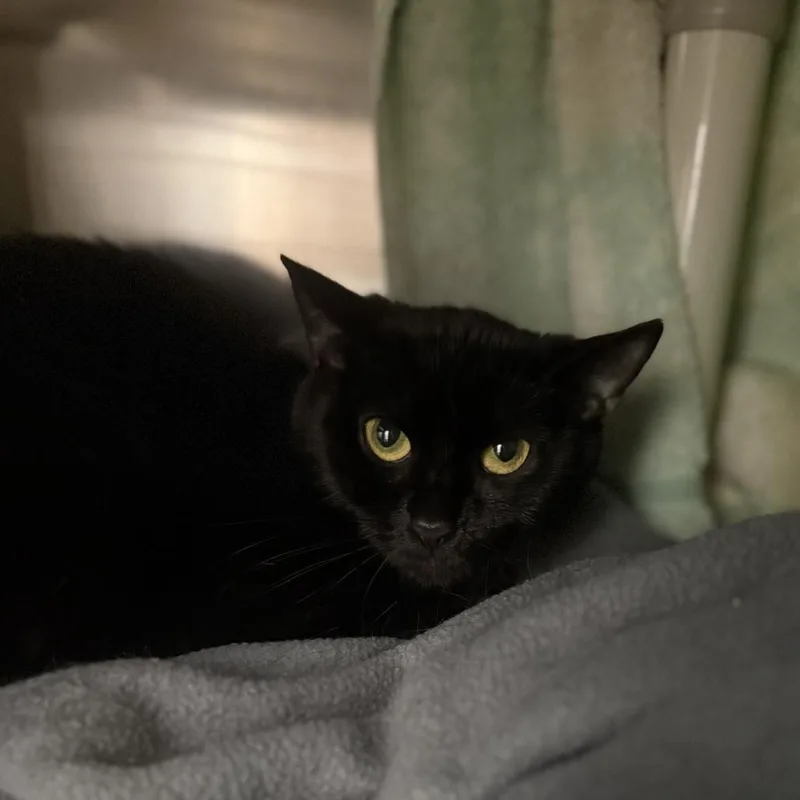 An adult medium-sized female Black Domestic Short Hair cat named Trixie for adoption in Pittsburgh, PA