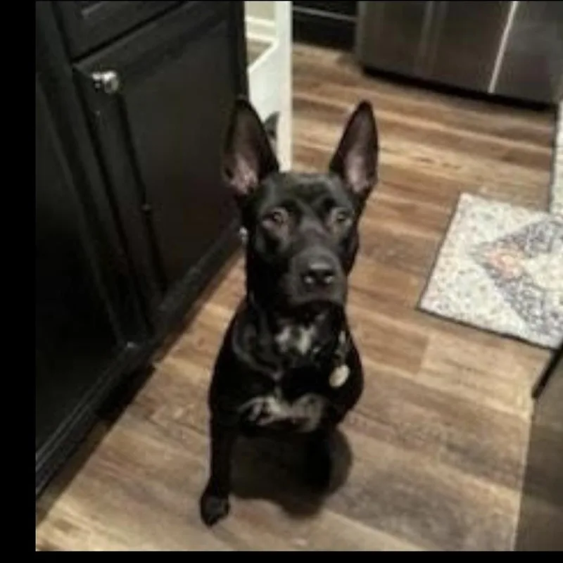An adult medium-sized female Black Australian Kelpie dog named Brittany for adoption in CUMMING, GA