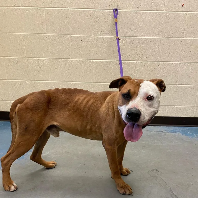 An adult medium-sized male Brown / Chocolate Mixed Breed dog named Obie for adoption in Memphis, TN