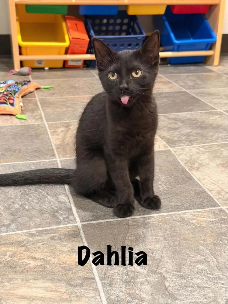 Dahlia
