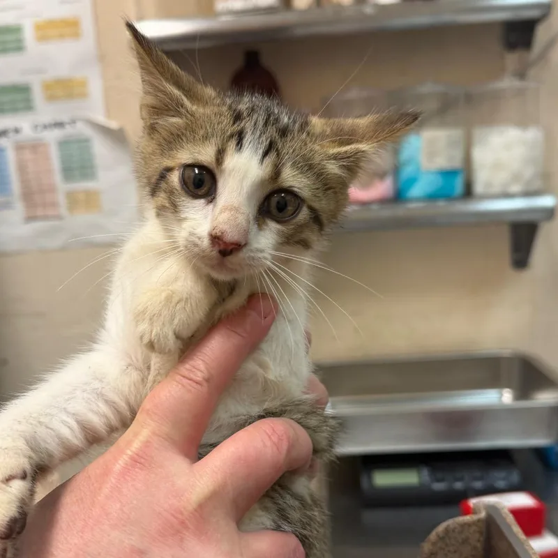 A baby small-sized female Brown / Chocolate Domestic Short Hair cat named Lucy for adoption in Birmingham, AL