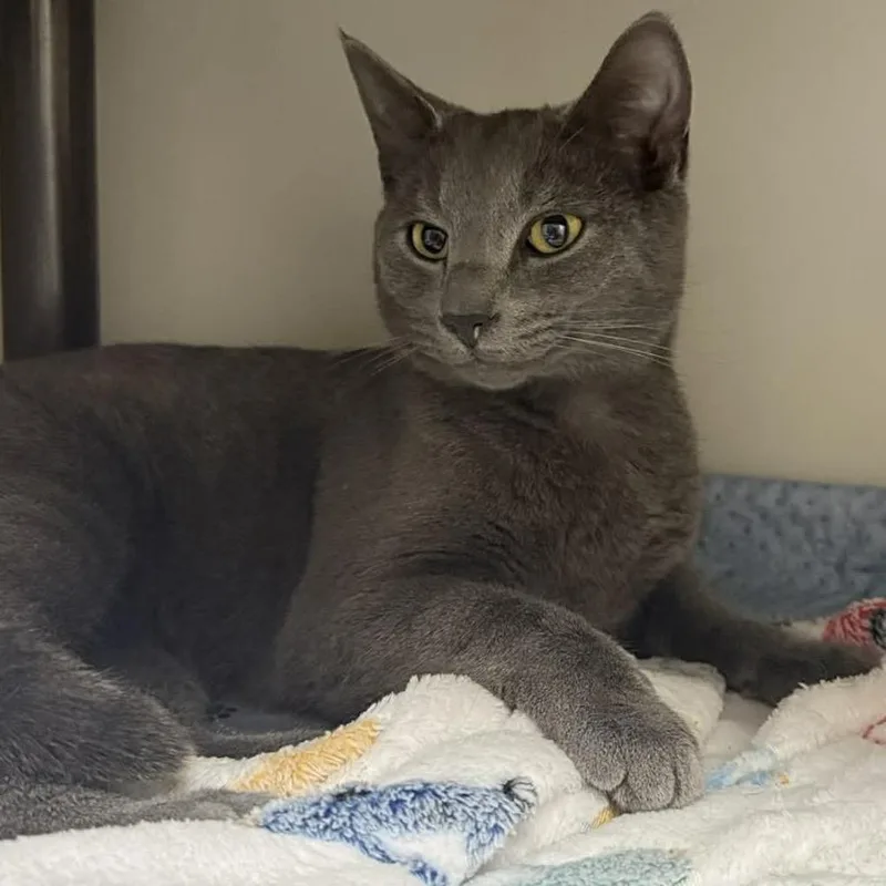 An adult small-sized male Gray / Blue / Silver Domestic Short Hair cat named Viktor for adoption in New York, NY