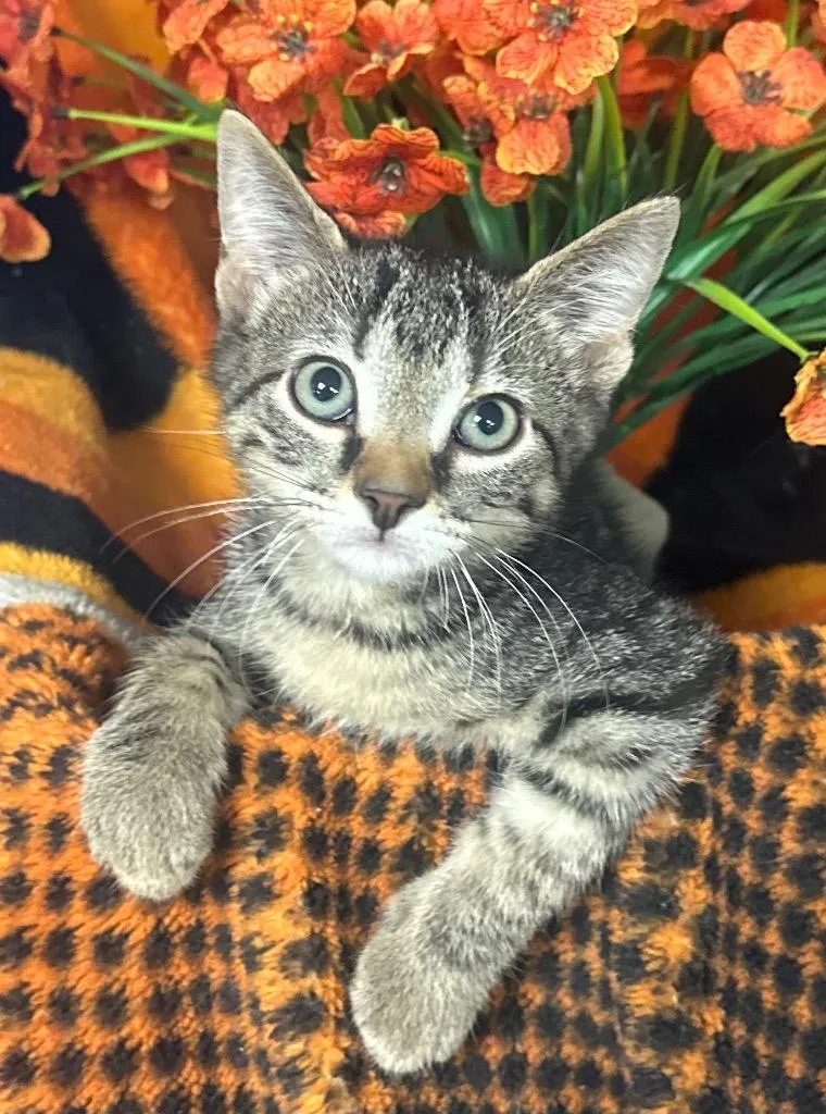 A baby small-sized male Domestic Short Hair cat named Tulio for adoption in Stillwater, OK
