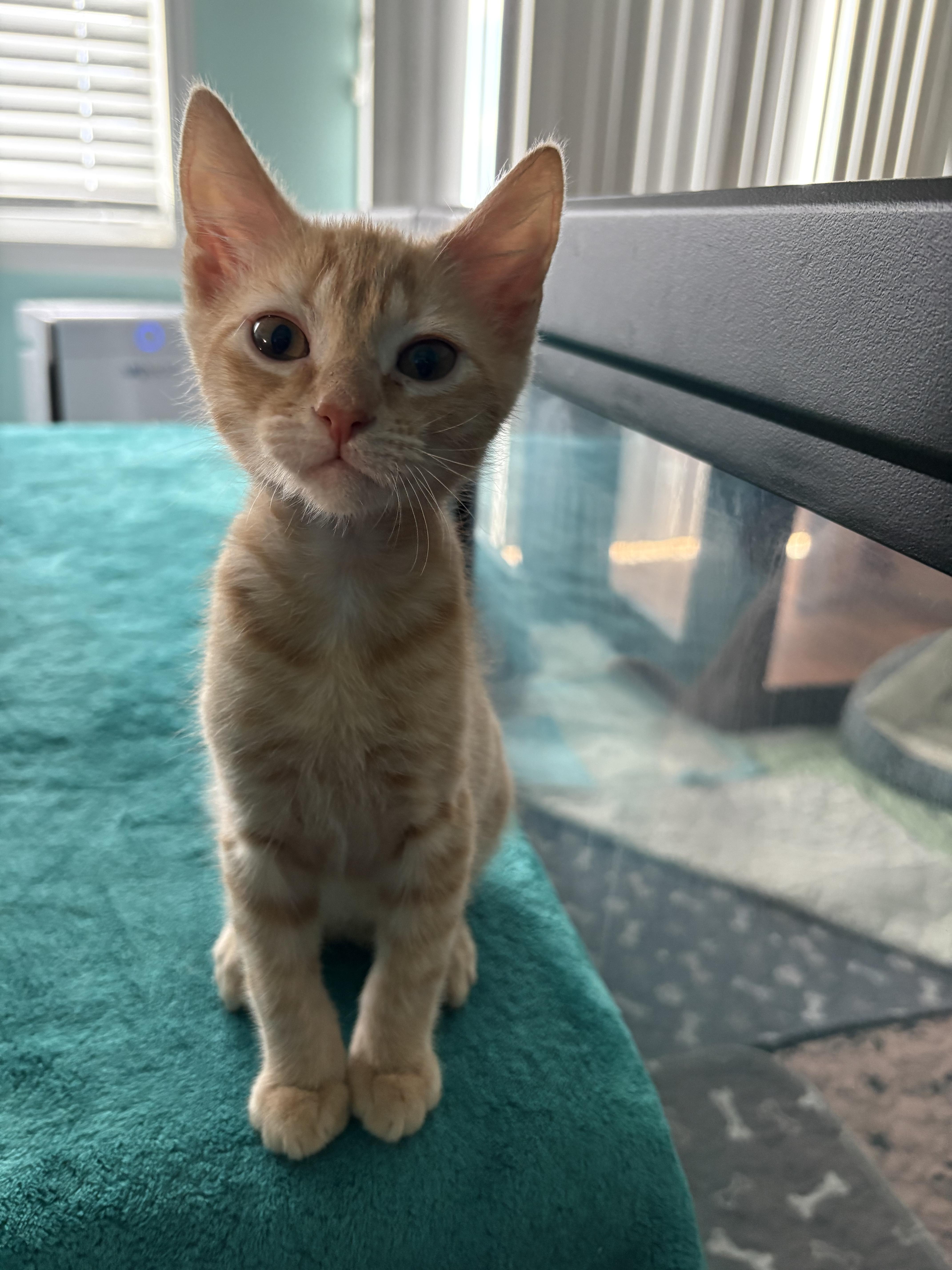 A baby small-sized male American Shorthair cat named Marinara for adoption in Sneads Ferry, NC