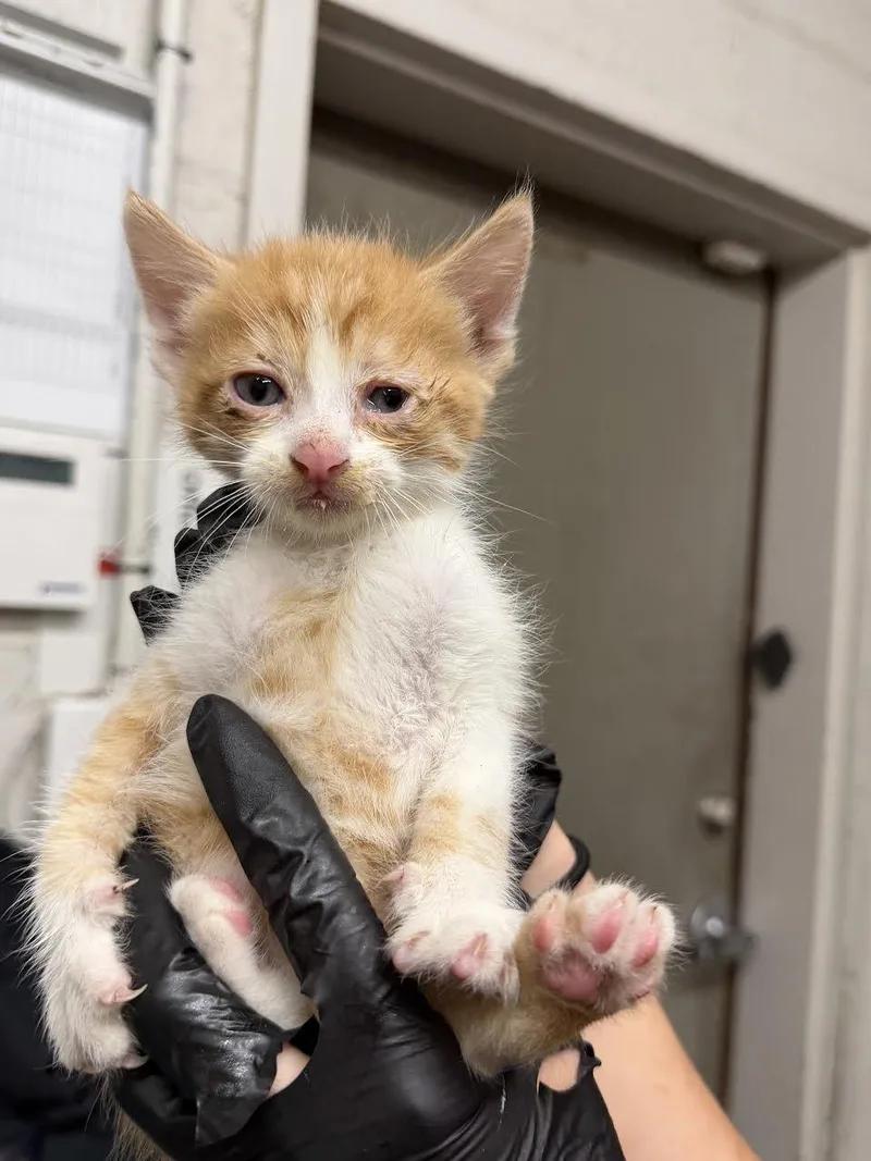A young small-sized male Tabby (Orange / Red) Domestic Short Hair cat named Cinnamon for adoption in Oakdale, CA