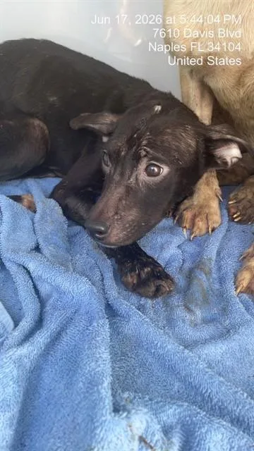 A young small-sized female German Wirehaired Pointer dog named Pebbles for adoption in Naples, FL