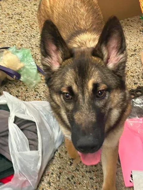 An adult large-sized male German Shepherd Dog dog named Hopper for adoption in Urbana, IL