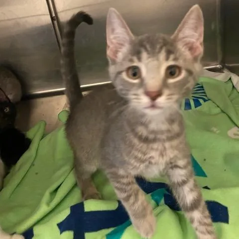 A baby small-sized male Gray / Blue / Silver Domestic Short Hair cat named Adventure for adoption in Dayton, OH