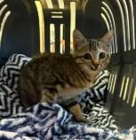 A baby medium-sized female Domestic Medium Hair cat named Panos for adoption in Sugar Land, TX