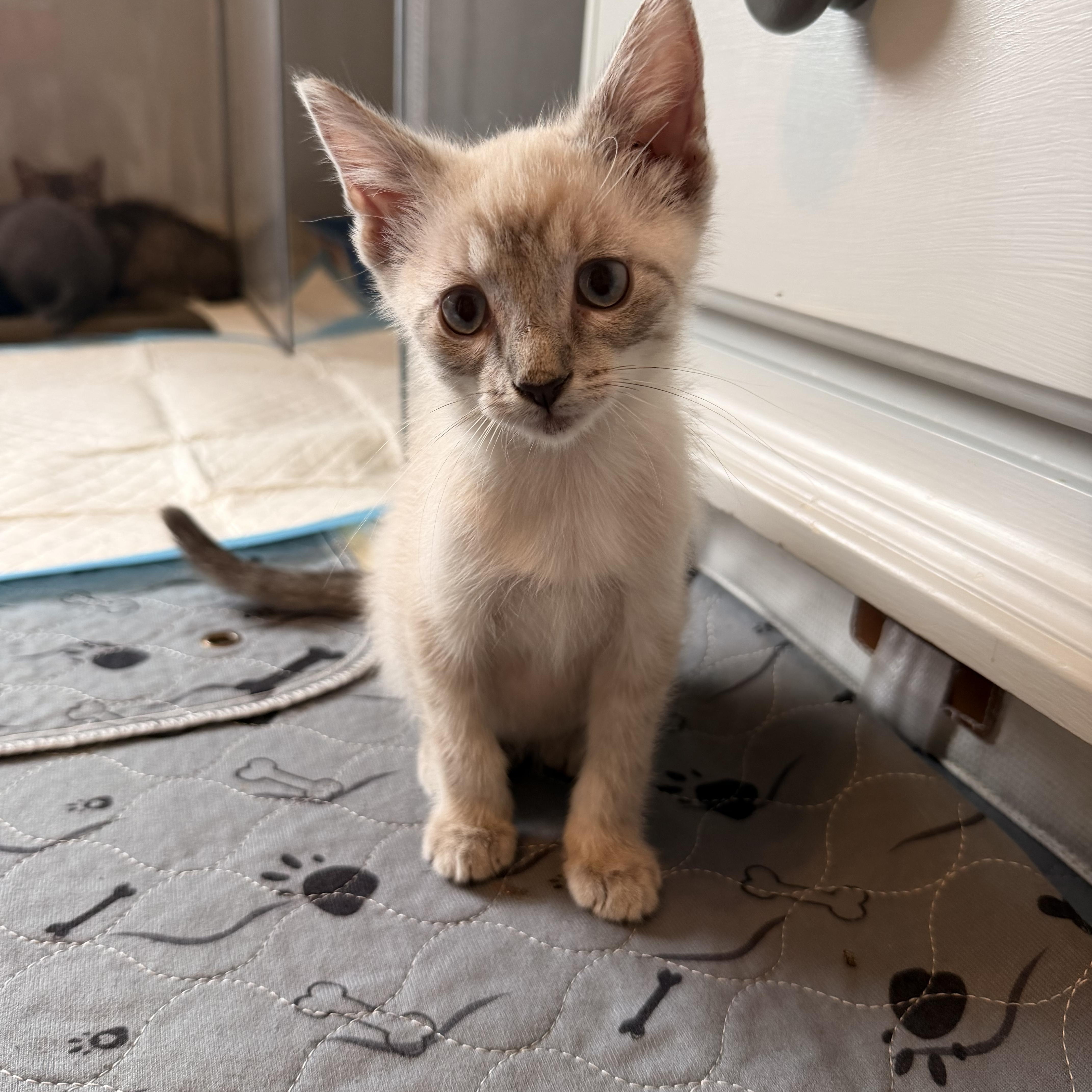 A baby small-sized male Domestic Short Hair cat named Milk for adoption in Wanaque, NJ