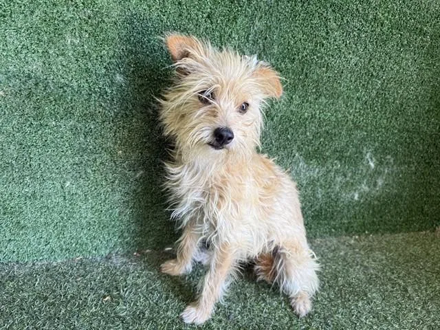 An adult medium-sized female Parson Russell Terrier dog named Bonita for adoption in Lancaster, CA
