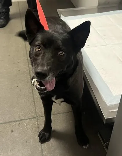 An adult medium-sized female Shepherd dog named Geta for adoption in Fresno, CA