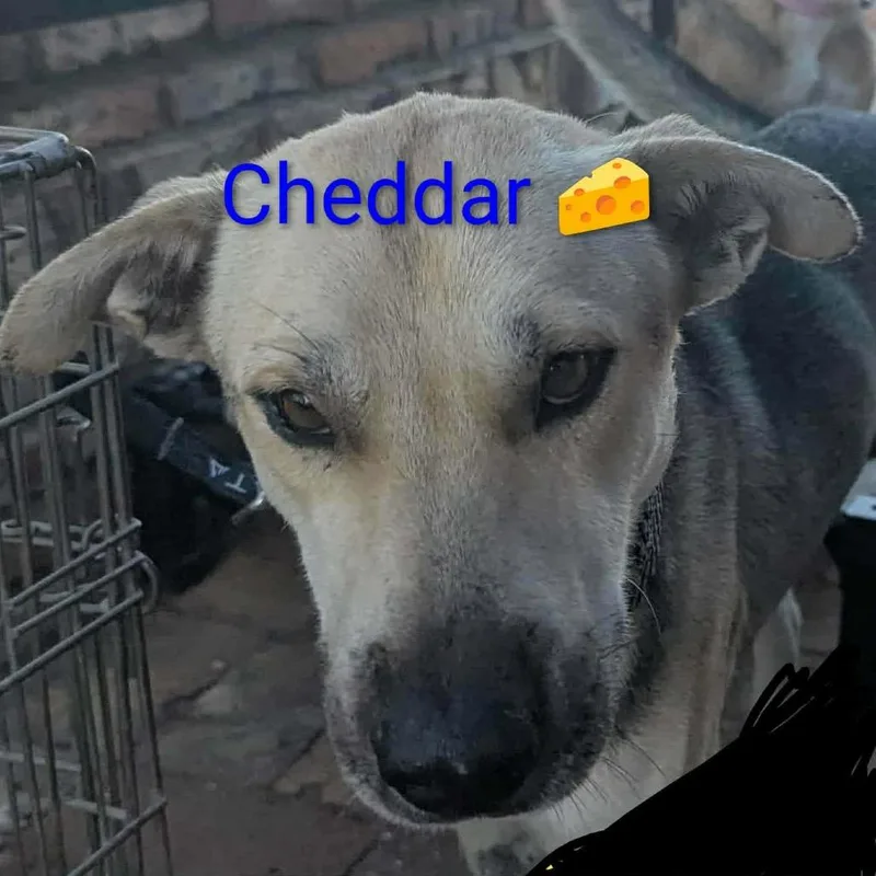 Cheddar