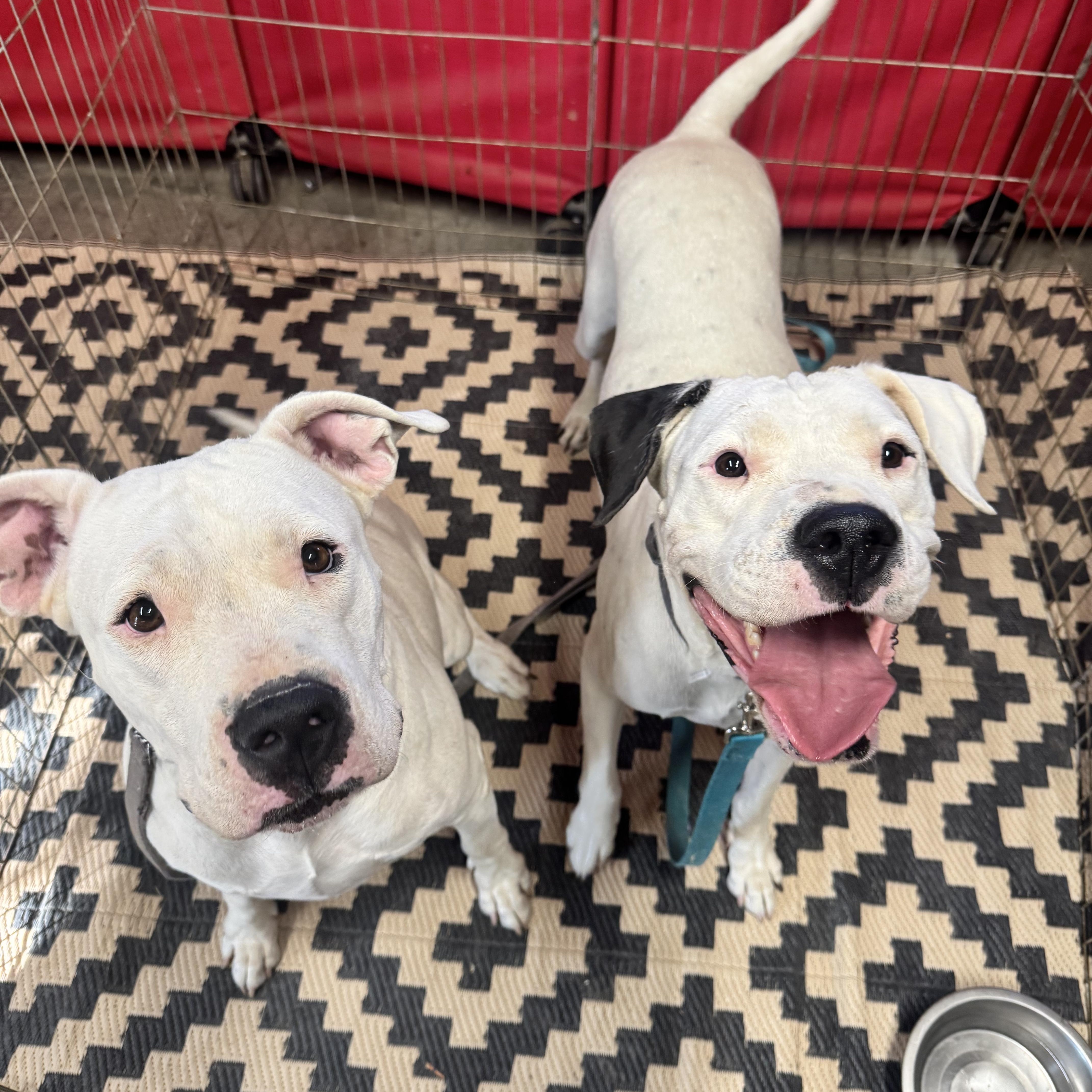 HARLEY and LUNA