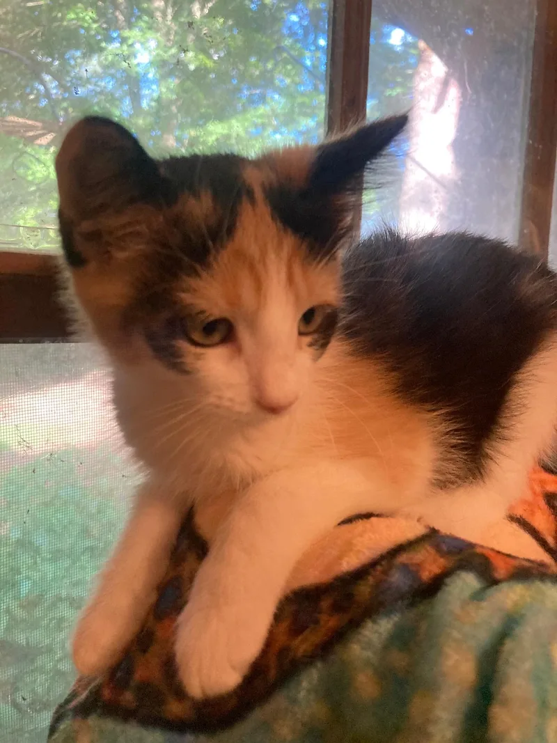 A baby medium-sized female Black Calico cat named Smores for adoption in Watkinsville, GA