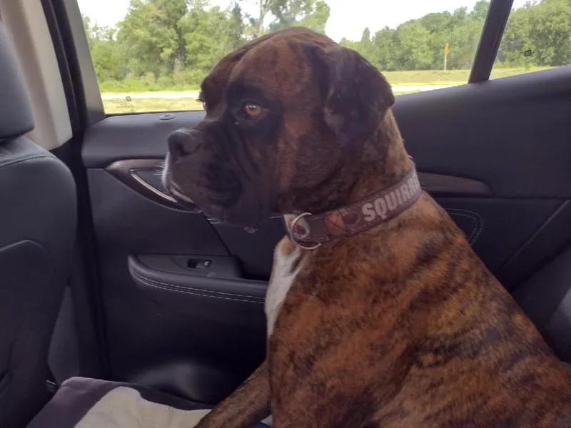 An adult large-sized male Boxer dog named Bowser Fra for adoption in Crestview, FL