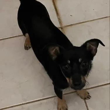 A young small-sized female Black Chihuahua dog named Bella for adoption in Fairfax Station, VA