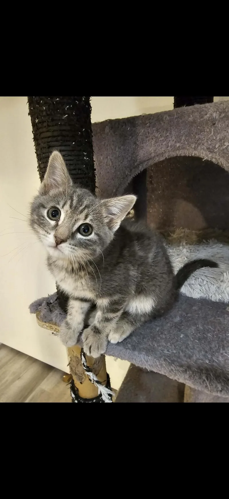 A baby medium-sized male Tabby (Gray / Blue / Silver) Domestic Short Hair cat named Bug for adoption in Omaha, NE