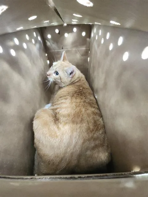 A young medium-sized male Domestic Short Hair cat named 1-13 for adoption in San Antonio, TX