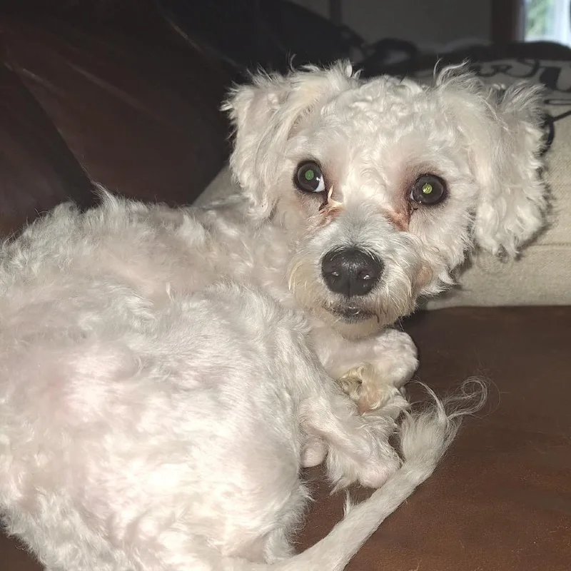 A young small-sized male White / Cream Miniature Poodle dog named Christopher Plummfur for adoption in Hudson, IL
