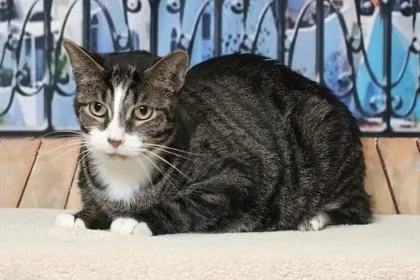 An adult medium-sized male Domestic Short Hair cat named Asher for adoption in West Chester, PA