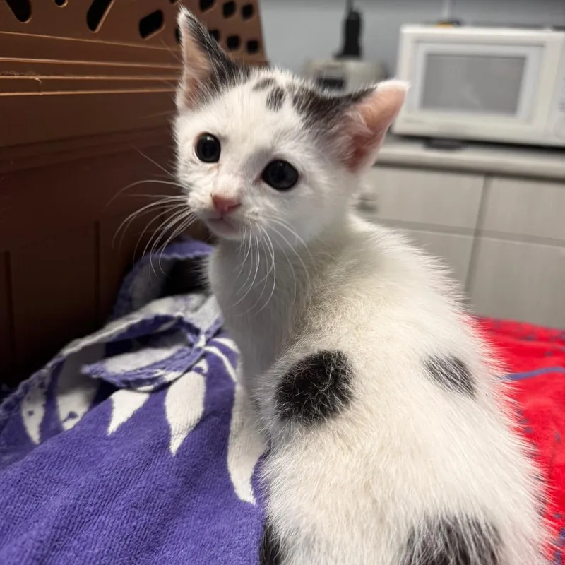 A baby small-sized female White Domestic Short Hair cat named Lulu for adoption in Riverside, CA