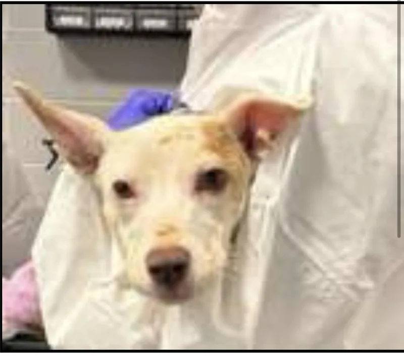 An adult small-sized female Apricot / Beige Pit Bull Terrier dog named Honey for adoption in Newfoundland, NJ