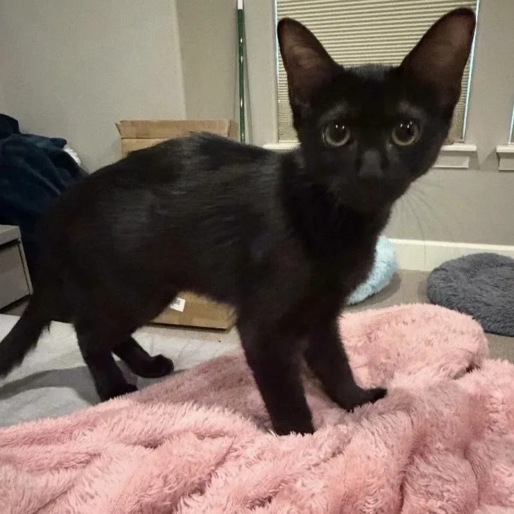 A baby small-sized female Black Domestic Short Hair cat named Dottie for adoption in Bentonville, AR