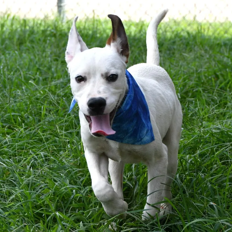 A young small-sized male White / Cream Pit Bull Terrier dog named Scone for adoption in Beaumont, TX