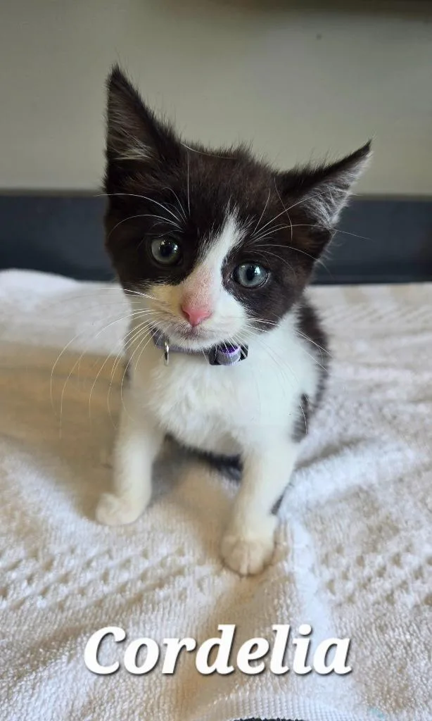 A baby small-sized female Domestic Short Hair cat named Cordelia for adoption in Sidney, OH