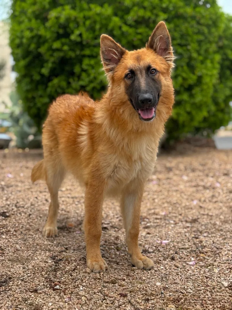 An adult medium-sized male Belgian Shepherd / Malinois dog named Austin for adoption in Helotes, TX