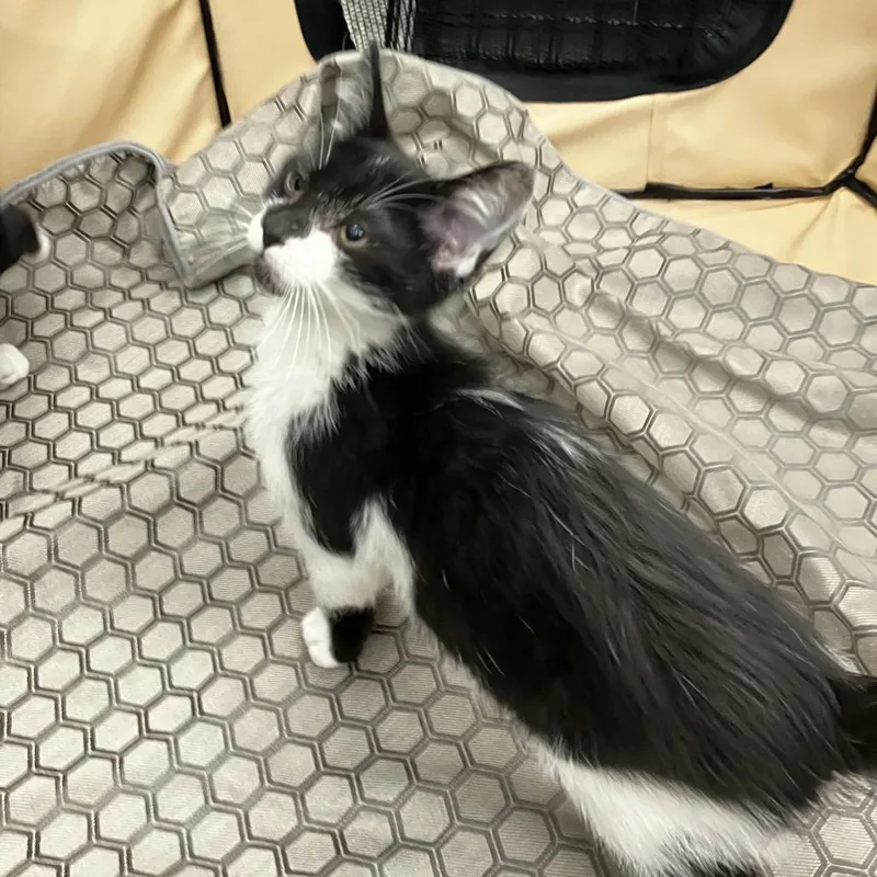 A baby small-sized male Black Domestic Short Hair cat named Peter for adoption in Newark, DE