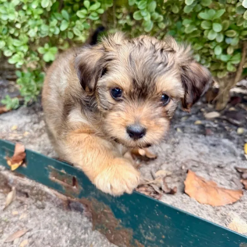 A baby small-sized male Yorkshire Terrier dog named Rocky for adoption in Austin, TX