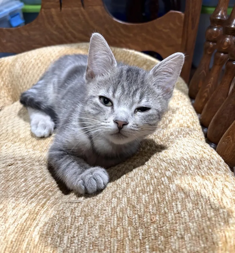 A baby medium-sized female Tabby (Gray / Blue / Silver) Domestic Short Hair cat named Tiffany for adoption in Hamburg, NY