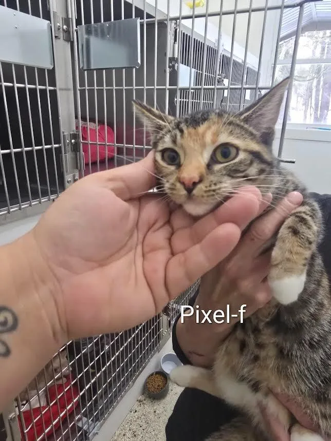 A baby medium-sized female Domestic Short Hair cat named Pixel for adoption in Glenfield, NY