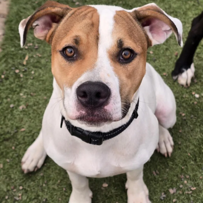 A young medium-sized male White / Cream Pit Bull Terrier dog named Nikko for adoption in Alma, WI