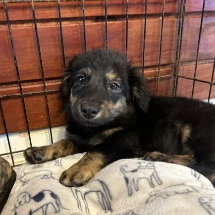 A baby small-sized male Black Mixed Breed dog named Harvey for adoption in San Juan, PR