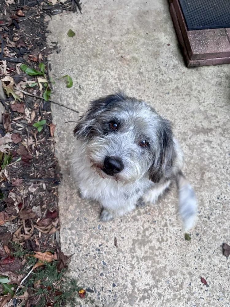 An adult medium-sized male Gray / Blue / Silver Old English Sheepdog dog named Buddy for adoption in Mooresville, NC