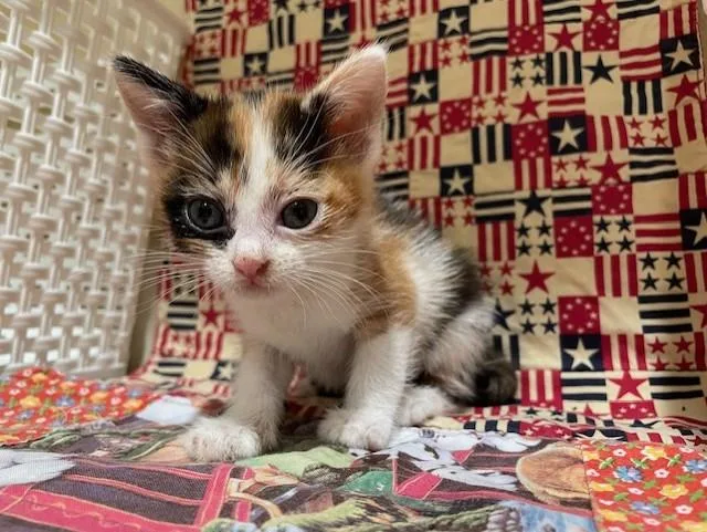 A young small-sized female Domestic Short Hair cat named Spice for adoption in Riverside, CA