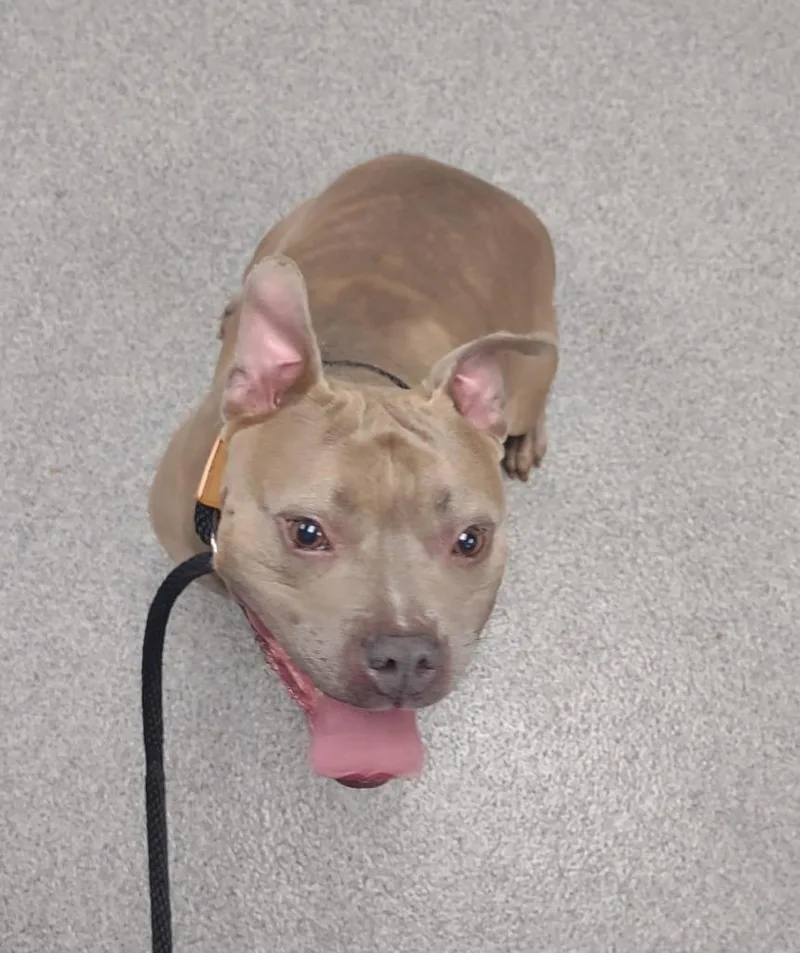 An adult large-sized female American Bulldog dog named Tink for adoption in Fremont, OH